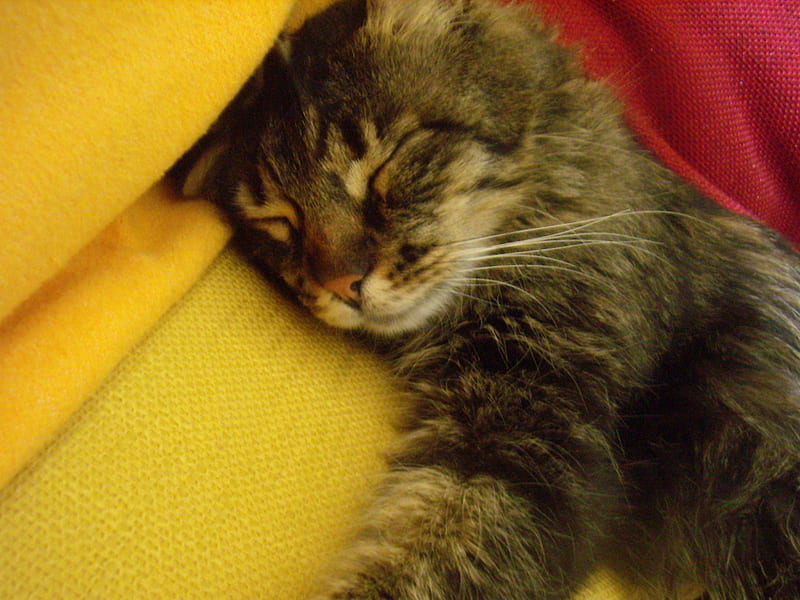 sleeping ..., funny, sleep, cat, cats, HD wallpaper