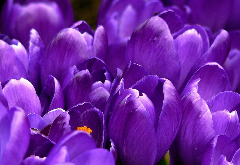 Close Up of Purple Clustered Flower, HD wallpaper