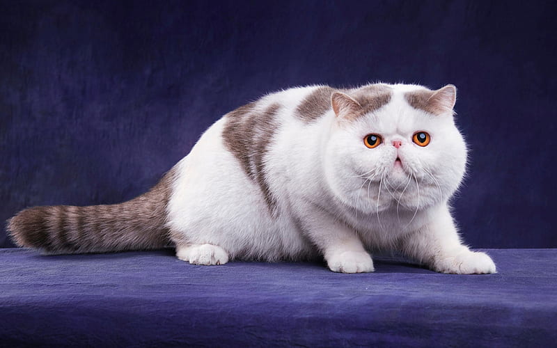 British Shorthair white cat, funny cats, cute animals, big white cat, HD wallpaper