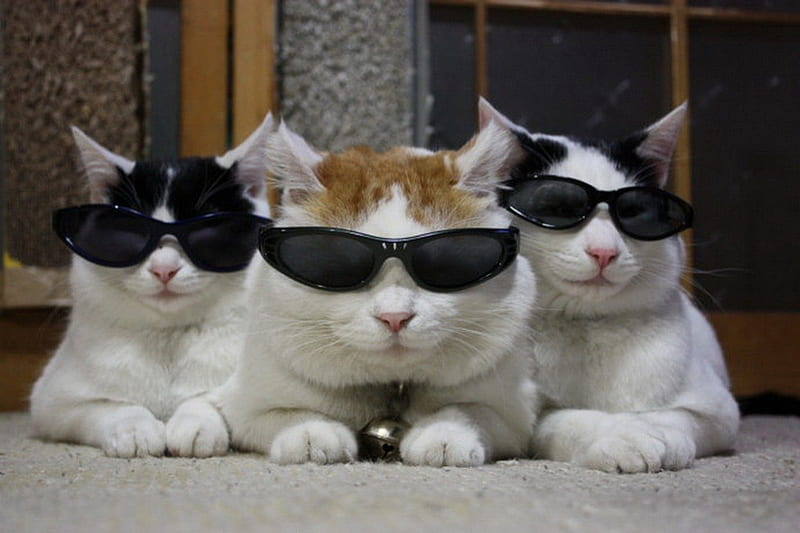 Trio, sunglasses, cute, pet, funny, cat, animals, HD wallpaper