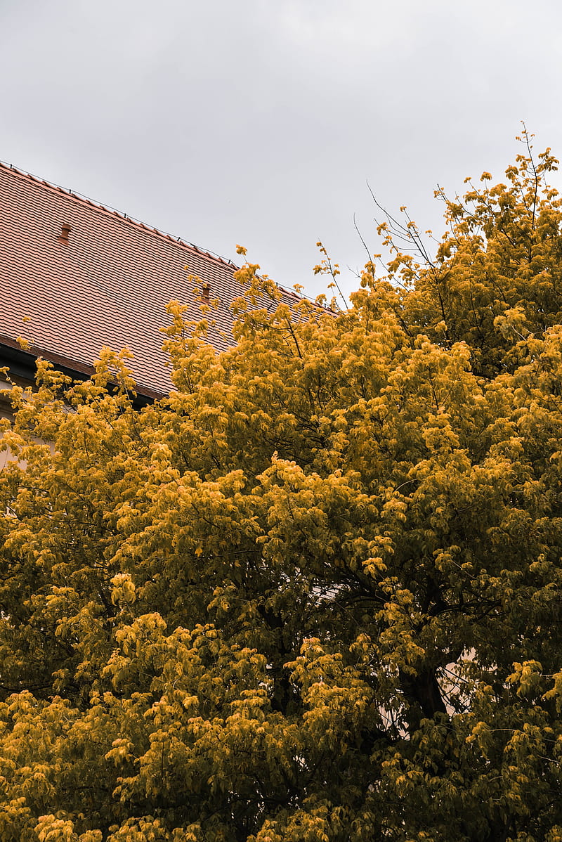 Yellow and green tree under white clouds, HD phone wallpaper | Peakpx