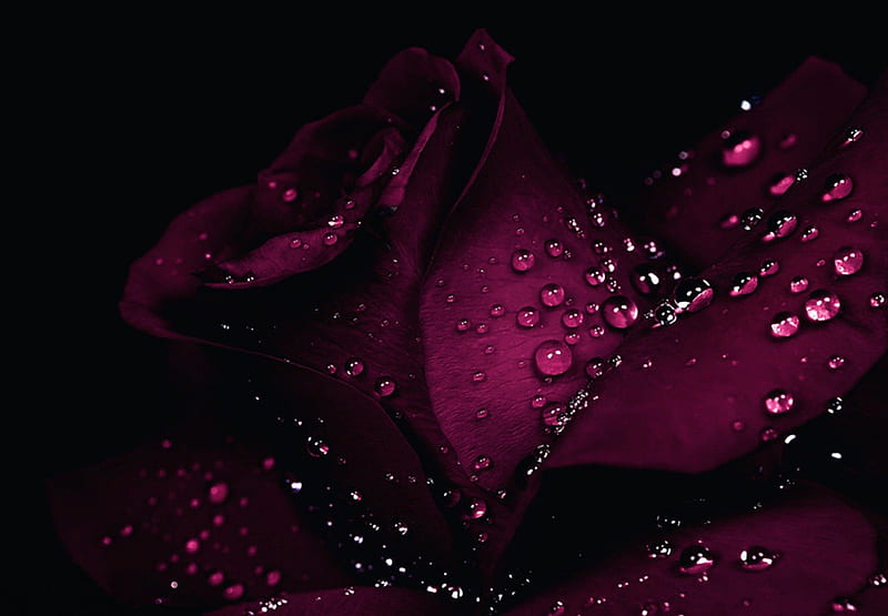 HD dark pink rose wallpapers  Peakpx