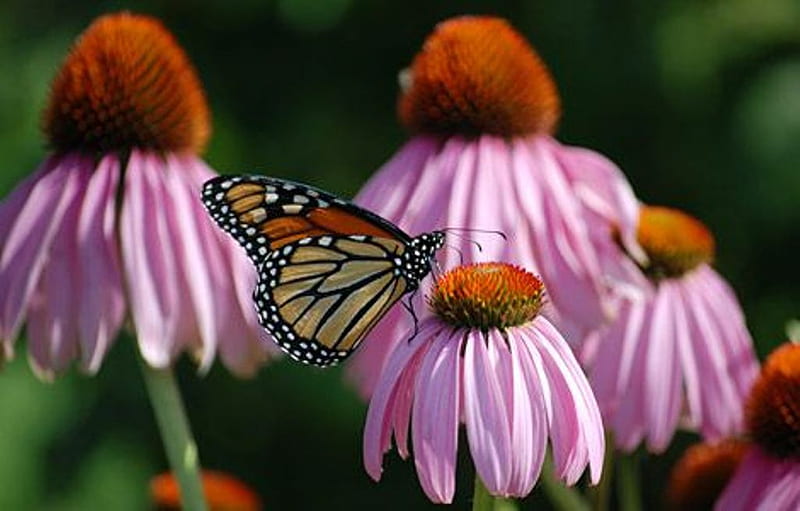 Monarch & Coneflowers, butterfly, coneflowers, flowers, spring, monarch, HD wallpaper