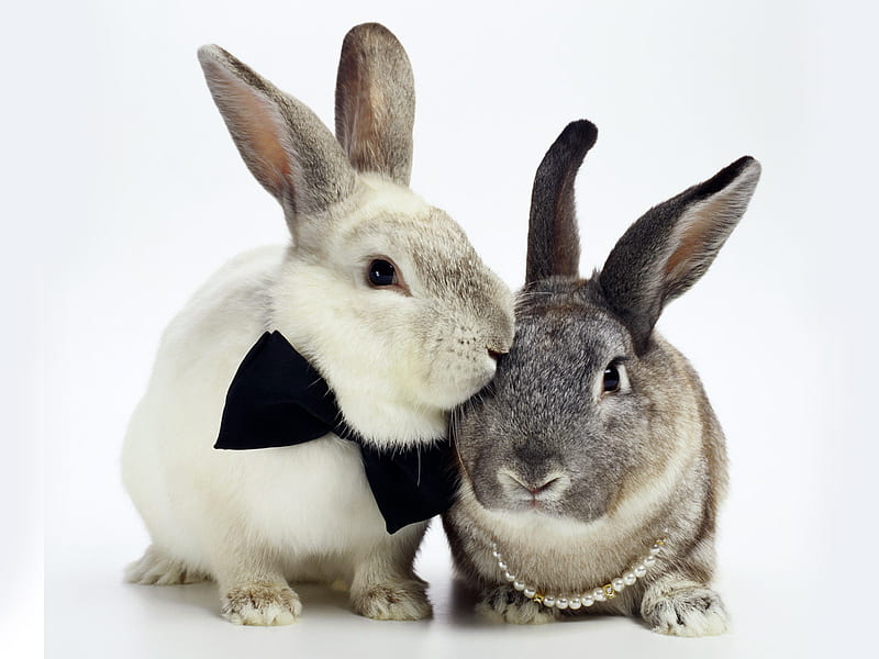 Rabbit couple with heart shape light background. Valentines day concept.  Generative AI 23901085 Stock Photo at Vecteezy