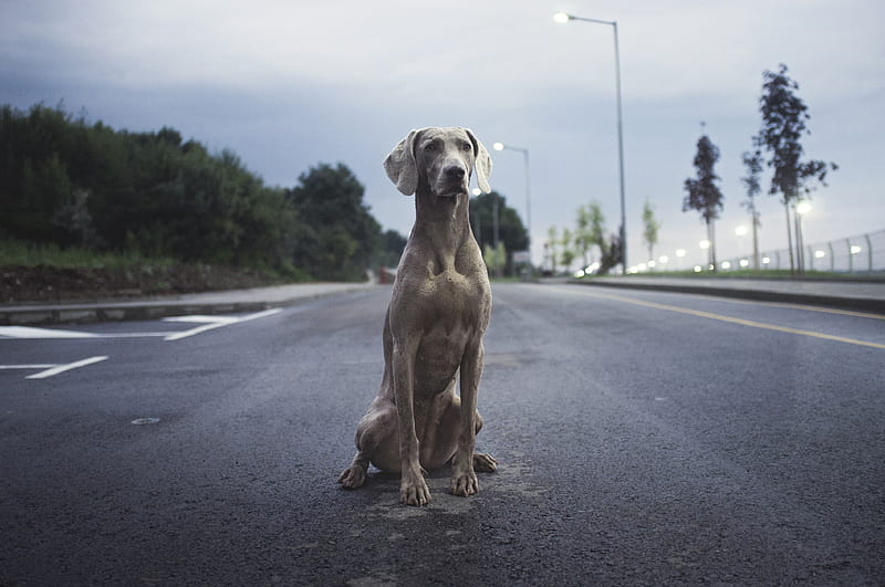 men's brown weimaraner dog on gray asphalt road, HD wallpaper