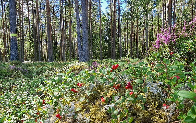 Forest in Latvia, Latvia, forest, pines, heather, red bilberries, HD wallpaper