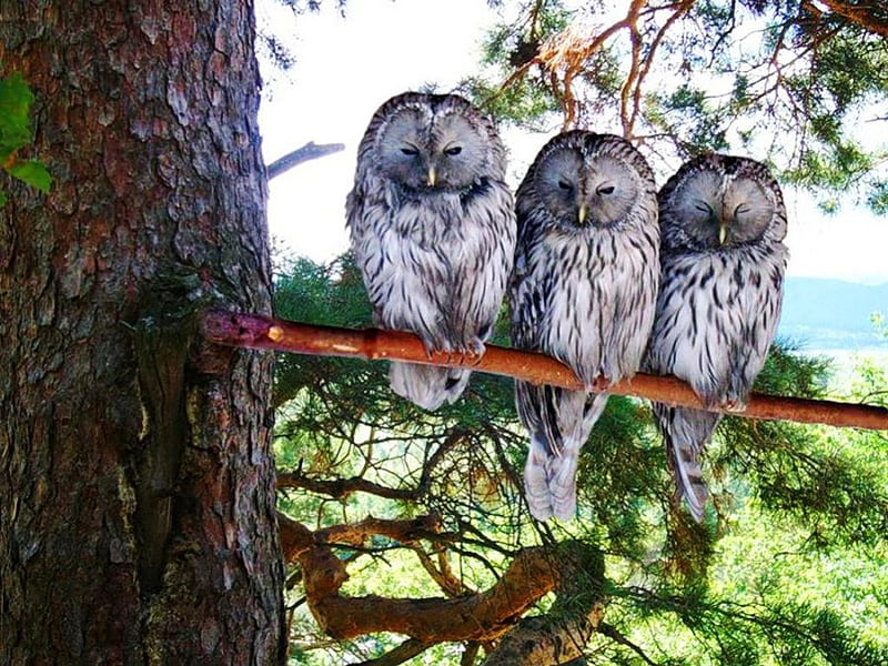 Three Owls, tree, night active, sitting, raptor, sleepy, HD wallpaper