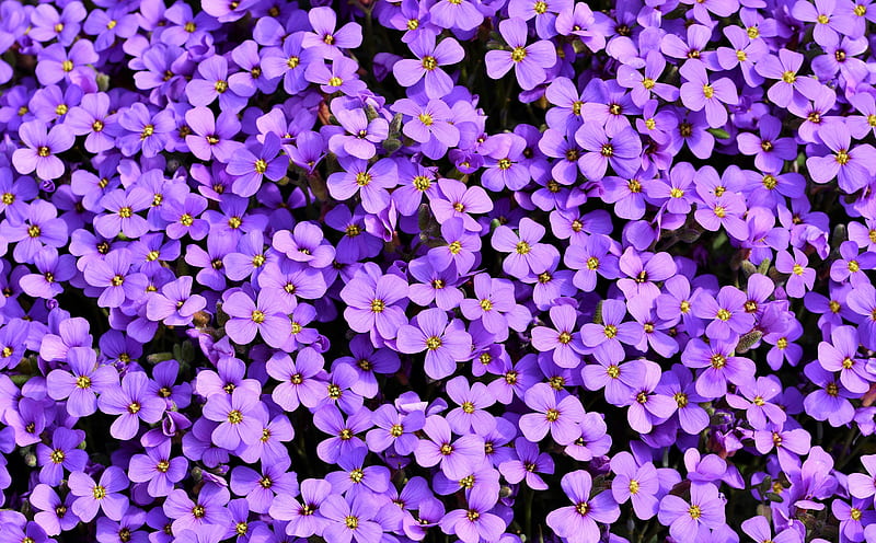 Violet Aubrieta flowers Ultra, Nature, Flowers, Purple, Blossom, Violet, flora, Aubretia, HD wallpaper