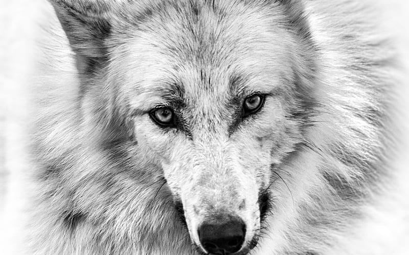 arctic wolf, nature grey, arctic, black, bonito, abstract, animal, winter, wolf majestic, wild, grey wolf, the pack, wolfrunning, wolves, howling wolf, wisdom, pack, HD wallpaper