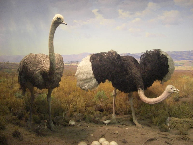 Ostrichs, ostrich, egg, art, strut, bird, pasari, painting, pictura, HD wallpaper