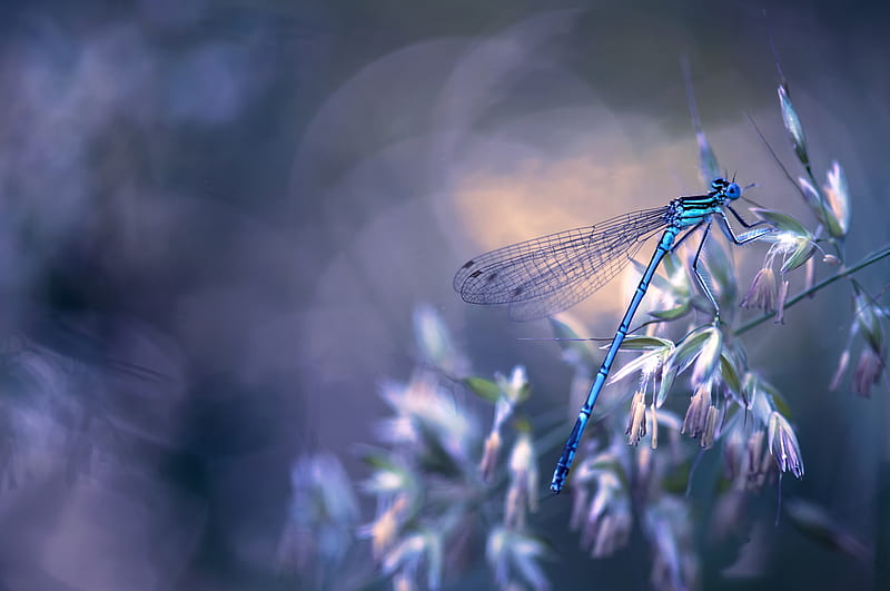 Dragonfly, libelula, bokeh, flower, insect, blue, HD wallpaper