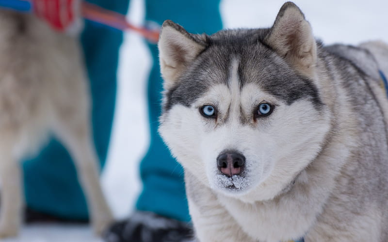 Husky, dog, winter, snow, Siberia, HD wallpaper