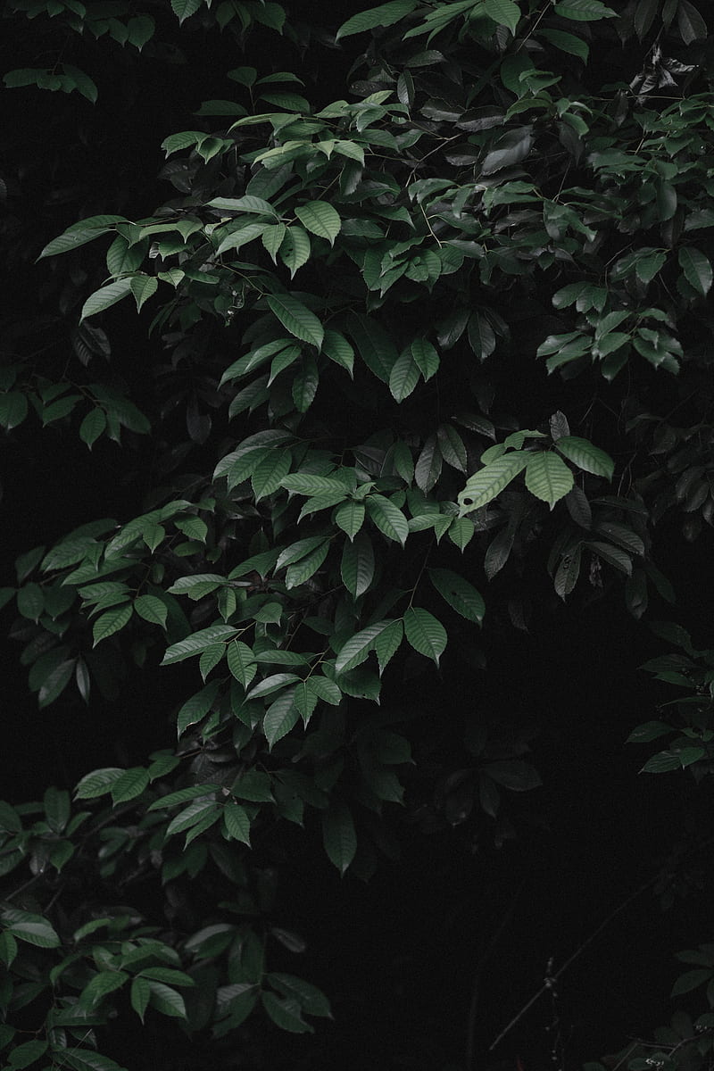 leaves, bushes, plant, green, HD phone wallpaper
