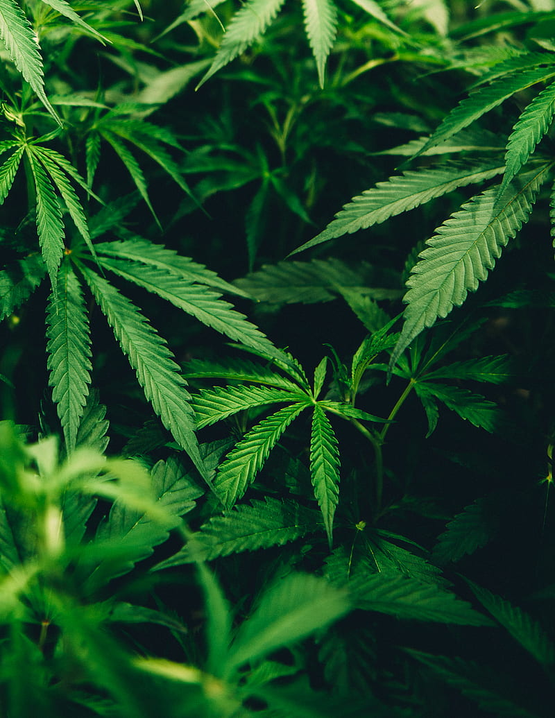closeup of cannabis plant, HD phone wallpaper