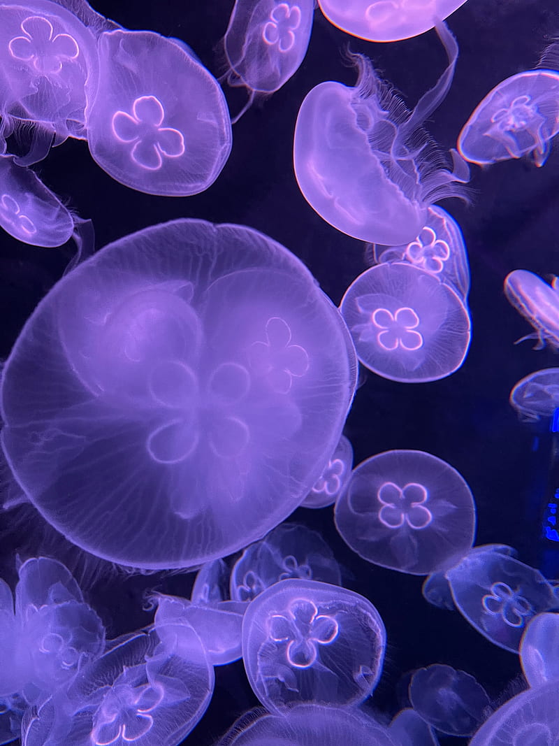 Jellyfish, water, underwater, purple, HD phone wallpaper | Peakpx