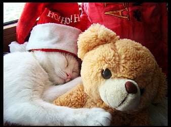 teddy and cat