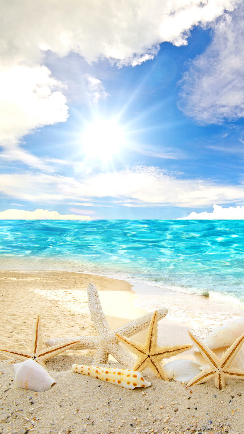 Tropical Beach, sand, sea, shells, sunshine, water, HD phone wallpaper