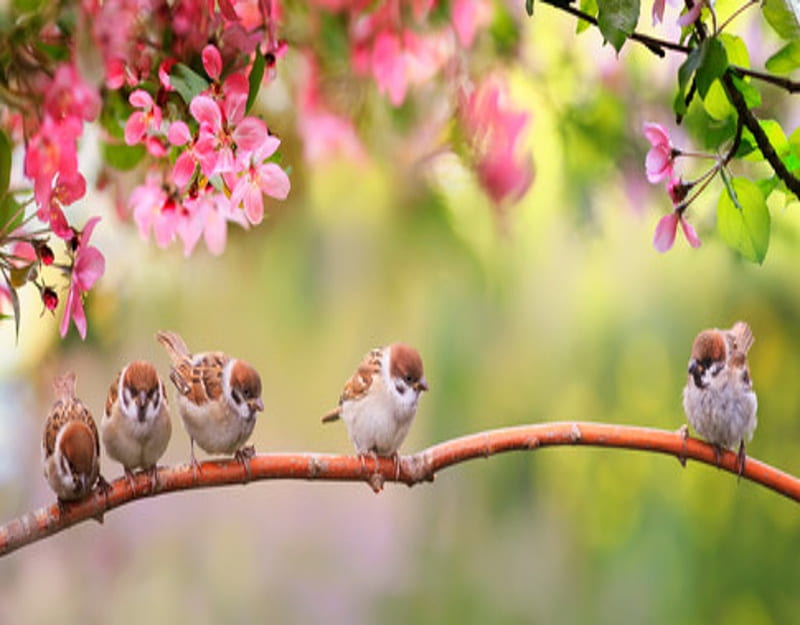 Little cute sparrows family, Apple, Spring, Garden, Birds, Flowers, HD wallpaper