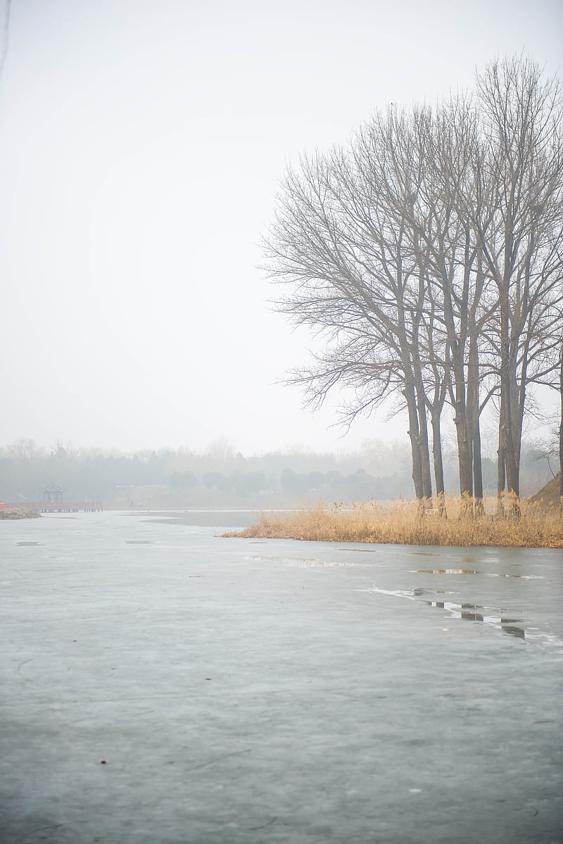 river, trees, fog, ice, HD phone wallpaper