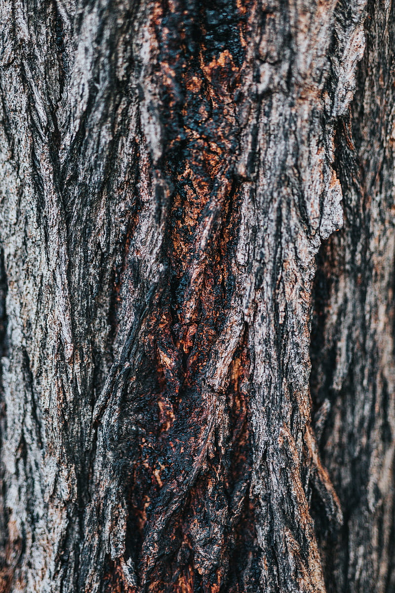 bark, tree, wooden, relief, texture, HD phone wallpaper