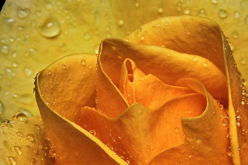 Golden Rose, Yellow, Drops, Roses, Rose, Hd Wallpaper 