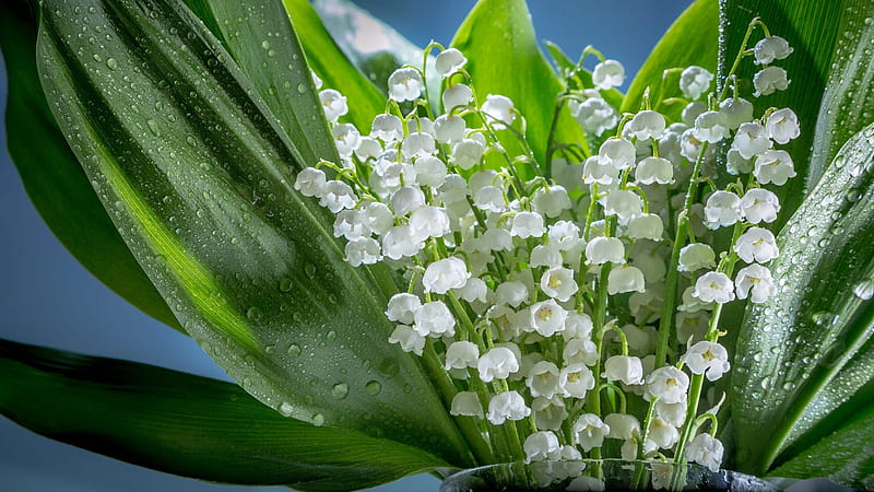 Lilies of the Valley, green, white, lily of the valley, lacramioare, flower, spring, HD wallpaper