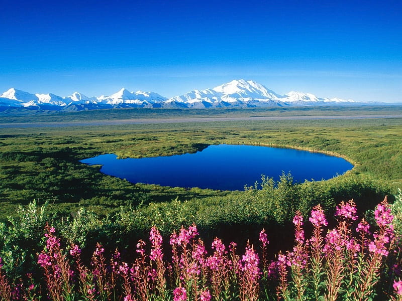 Mount McKinley Alaska, Mount McKinley, grass, Alaska, Tundra Pond, pond, Denali National Park, water, snow, mountains, fireweed, flowers, HD wallpaper