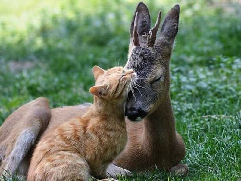 Cat & Deer Cuddle, cute, doe, kitty, cuddle, cat, sweet, deer, HD wallpaper