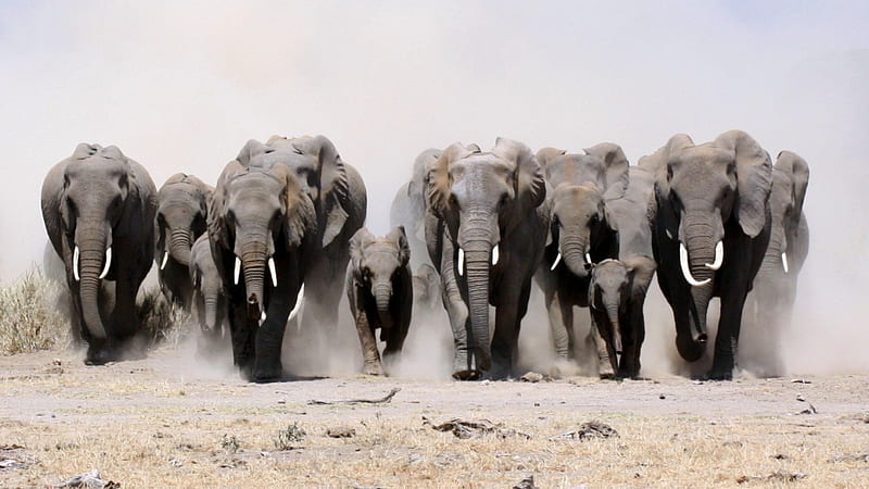 elephants, herds, elephant, dust, baby, animals, HD wallpaper