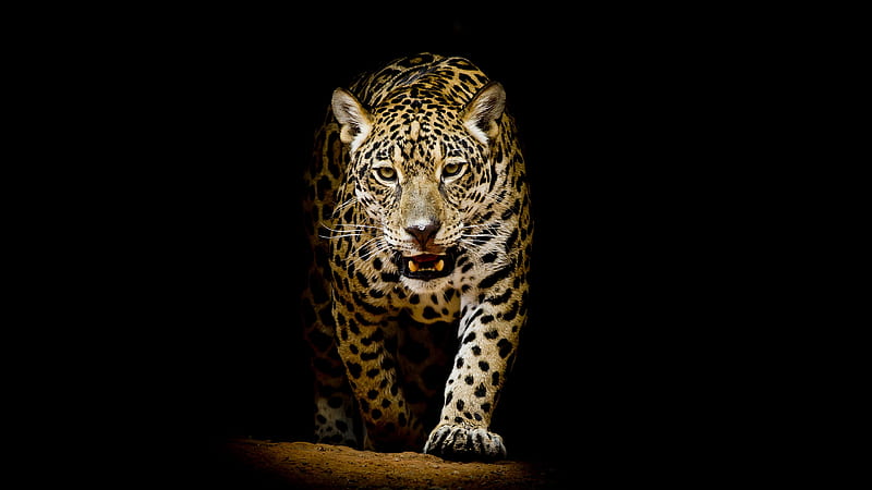 Leopard, shadows, cats, animals, HD wallpaper