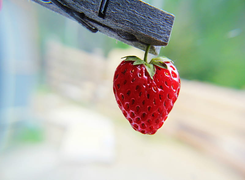 Strawberry, fruit, garden strawberry, HD wallpaper