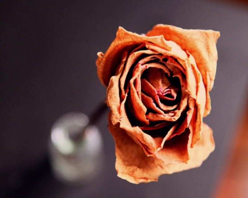 Orange rose, flowers, petals, rose, bud, HD wallpaper