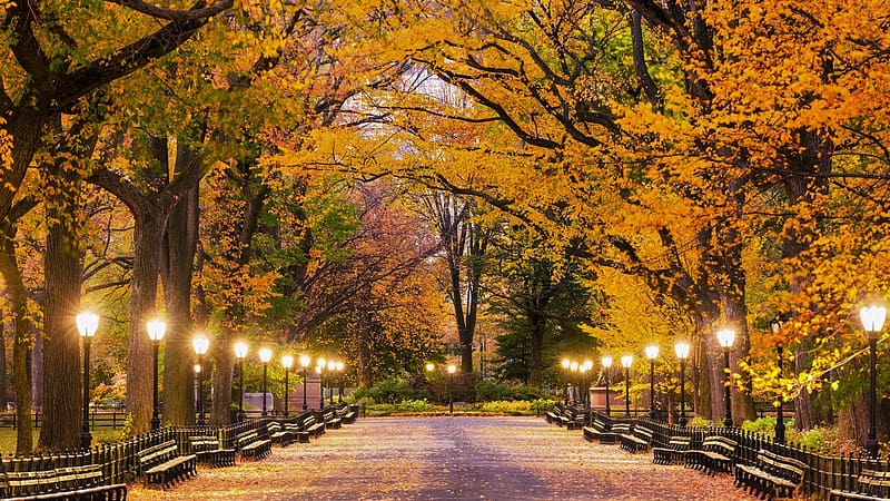 Light, Park, Fall, New York, Central Park, Lamp Post, HD wallpaper