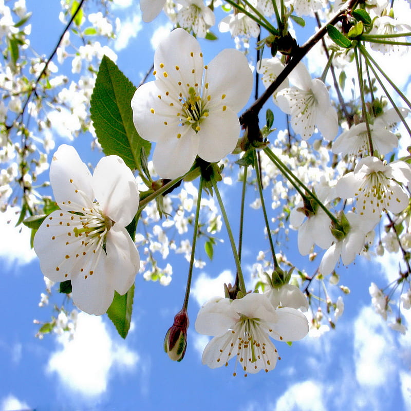 Apple Blossom, sky tree, HD phone wallpaper