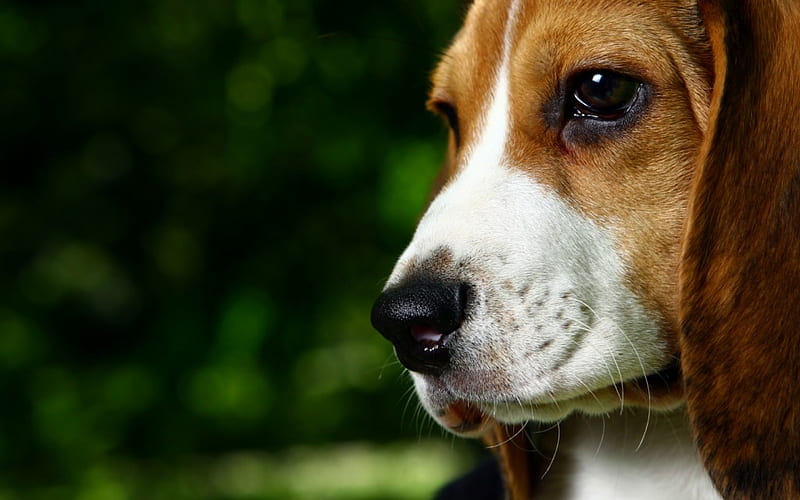 Beagle, puppy, sad dog, dogs, close-up, cute animals, pets, Beagle Dog, HD wallpaper