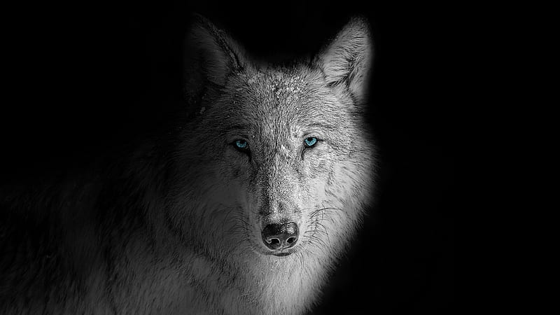 Wolf , Beast, Wild, White wolf, Black background, Animals, Dual Monitor Wolf, HD wallpaper