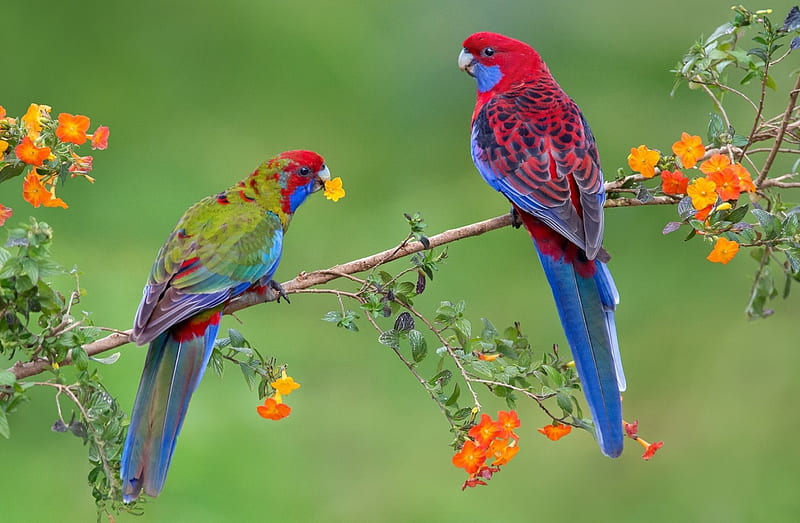 Crimson Rosella With Young, Crimson, Rosella, With, Young, HD wallpaper