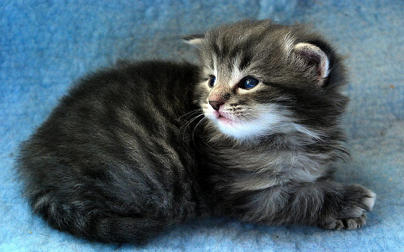 kissable kitty, kissable, kitty, HD wallpaper