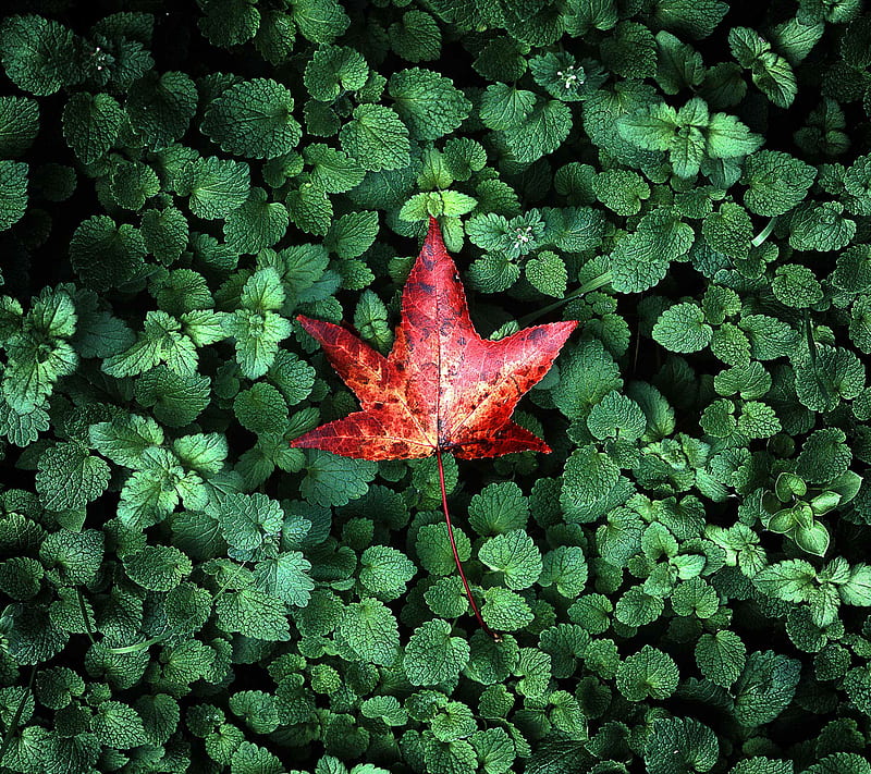 Red Leaf, android, fallen, macro, nature, sony, stoche, xperia, HD wallpaper