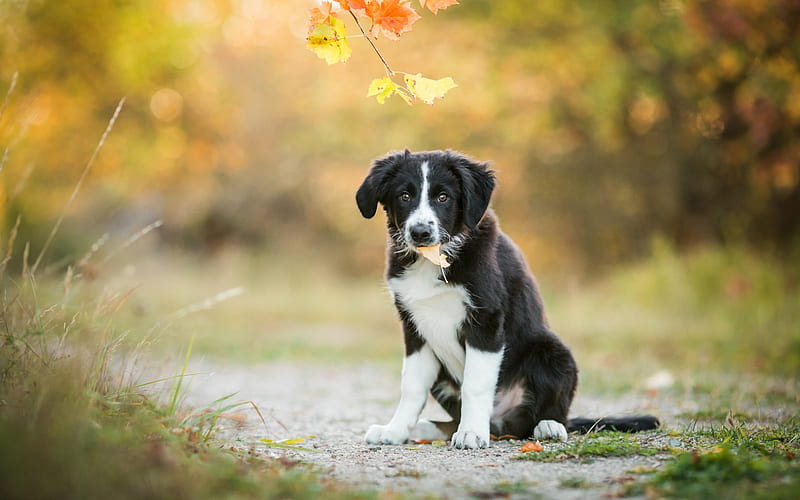 black and white puppy, little cute puppy, Border Collie, cute little animals, autumn, yellow leaves, dogs, HD wallpaper