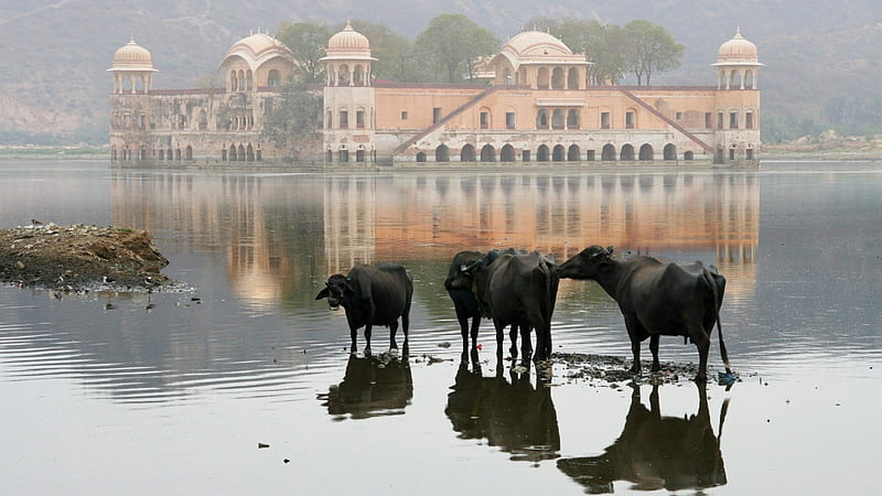 wonderful lake scene in india, temple, reflection, lake, cows, mist, HD wallpaper