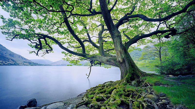 multi roots on an old tree by the lake, moss, tree, roots, lake, HD wallpaper