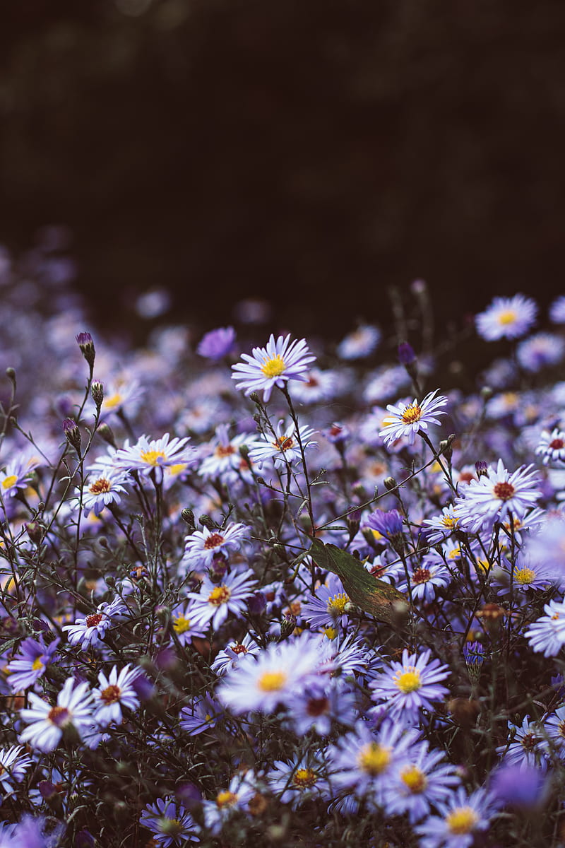 flowers, purple, bloom, wild, plants, HD phone wallpaper