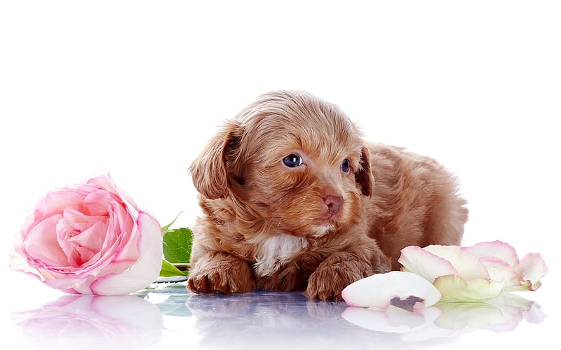 Labradoodle, puppy, curly dog, rose, pets, dogs, funny dog, Labradoodle Dog, HD wallpaper