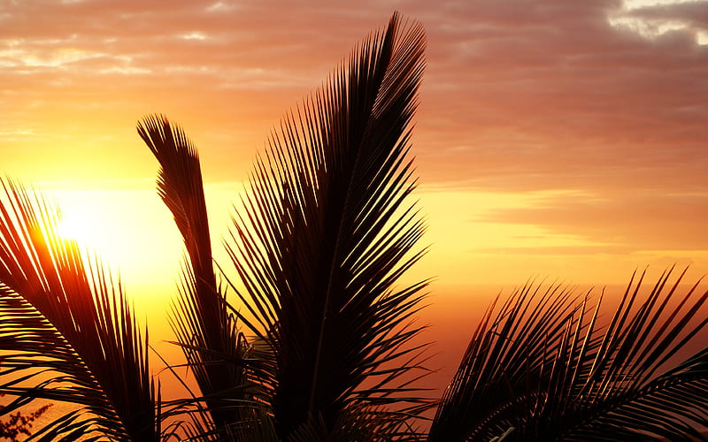 Tropical palm leaves sunset silhouette, HD wallpaper