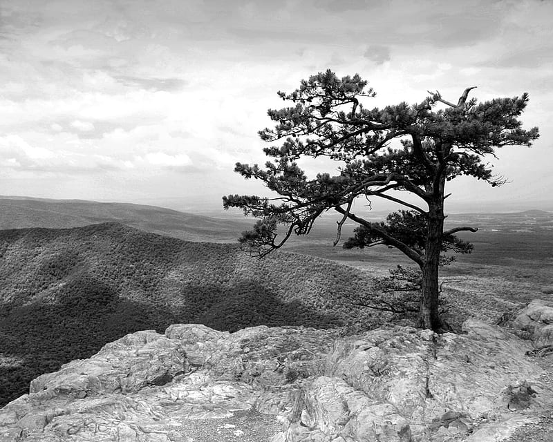 Complicated, black and white, trees, mountains, HD wallpaper