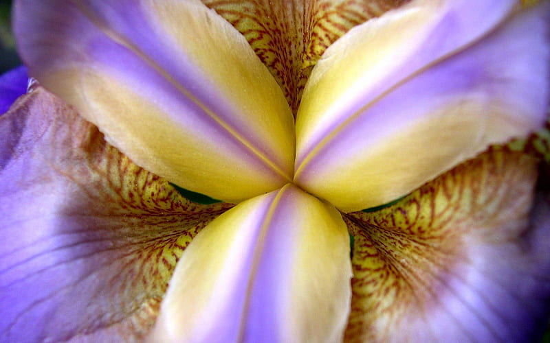 purple iris-Flower graphy, HD wallpaper
