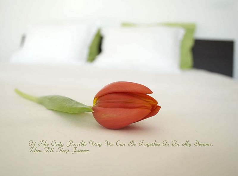 Love quote, saying, sleep, life, love, quote, bed, tulip, HD wallpaper