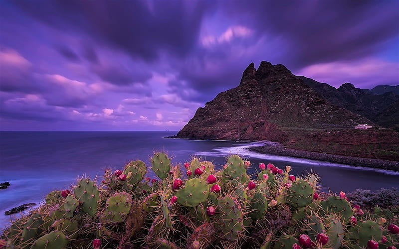 Cacti on the Coast, Coast, Sky, Oceans, Nature, Sea, Mountains, Clouds