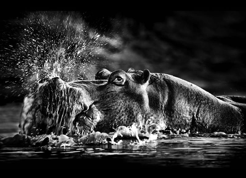 Stunning hippo , black and white, water, portrait, hippo, HD wallpaper